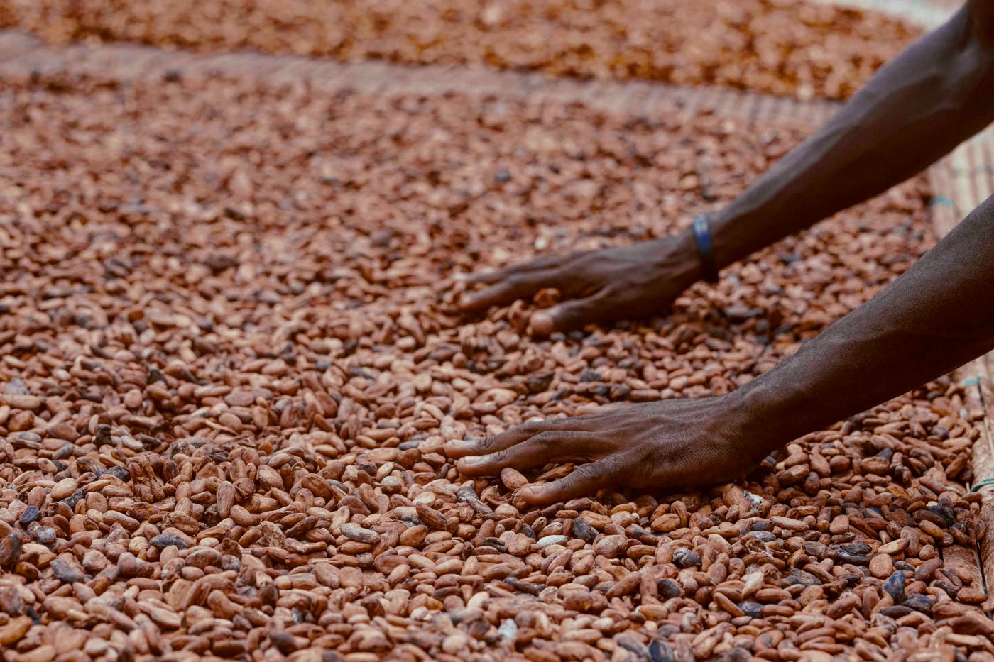Séchage des fèves de cacao, Ghana